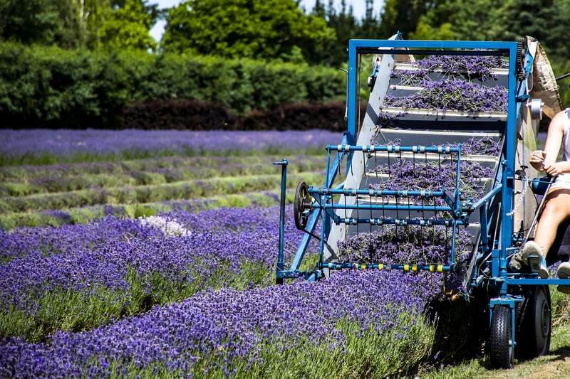 Lavender Essential Oil for relaxation, stress relief and skin care