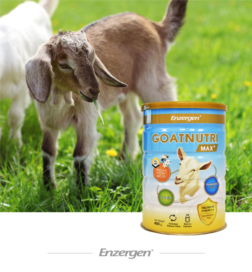 Product image of Goatnutri MAX+ Goat Milk Powder from KiwiCorp – enriched goat milk with Manuka Honey, Probiotics, and Lutein.